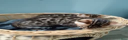 Bengal cats for sale: Tica RG pure bengels in Chesterfield - Advert 9