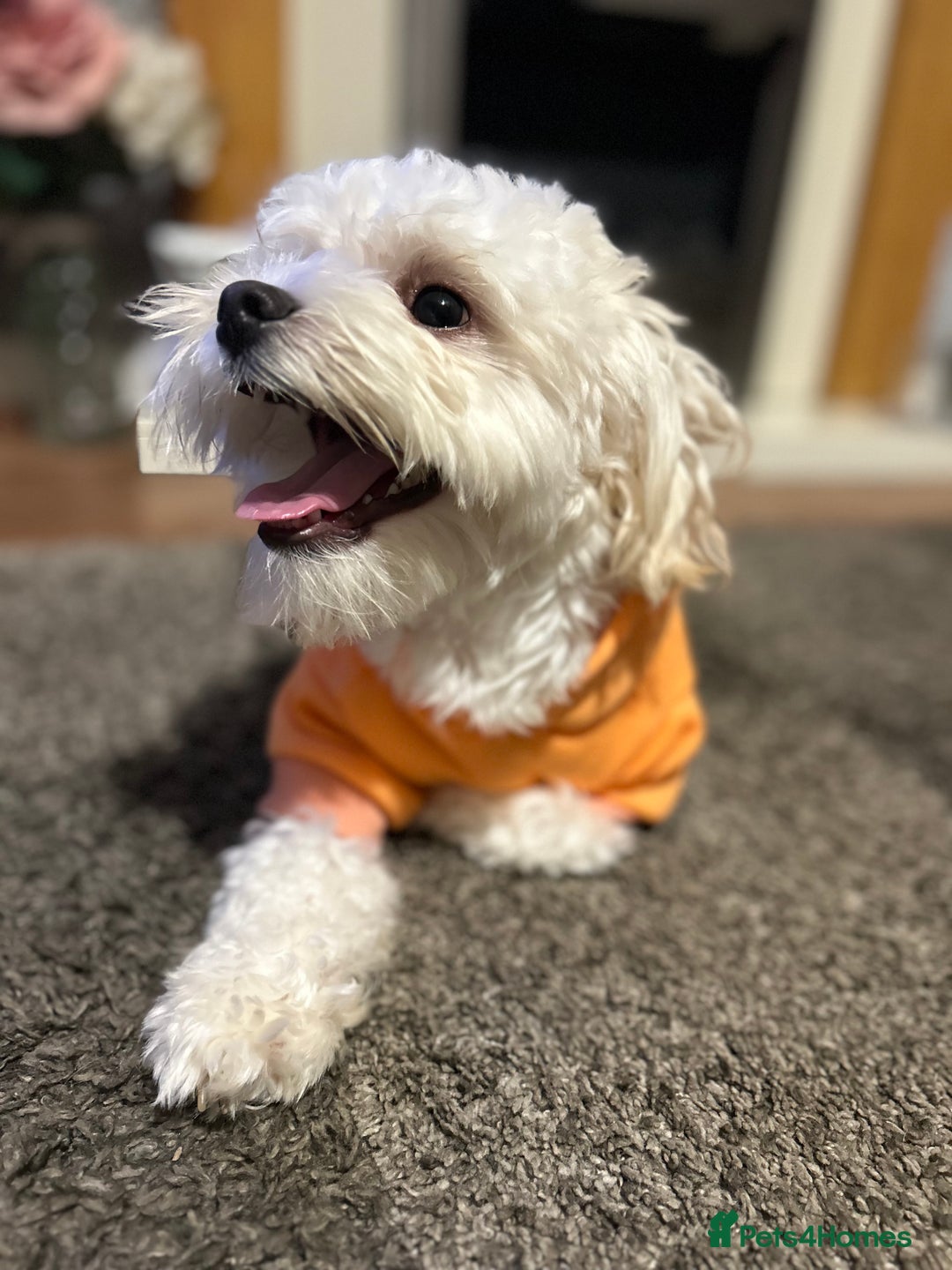 Maltese dogs for stud: Maltichon stud, 2 years old - Image 5