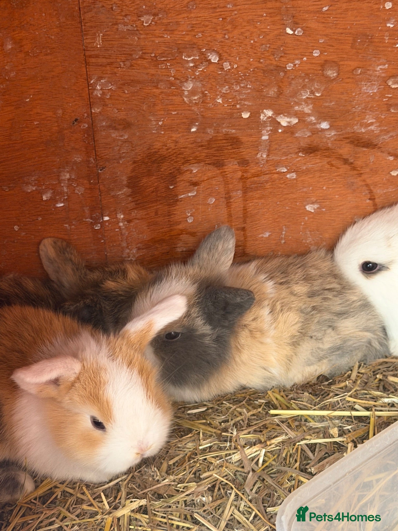 Mini Lop rabbits Baby mini lops  - Advert 1