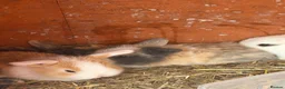Mini Lop rabbits for sale: Baby mini lops  - Advert 1
