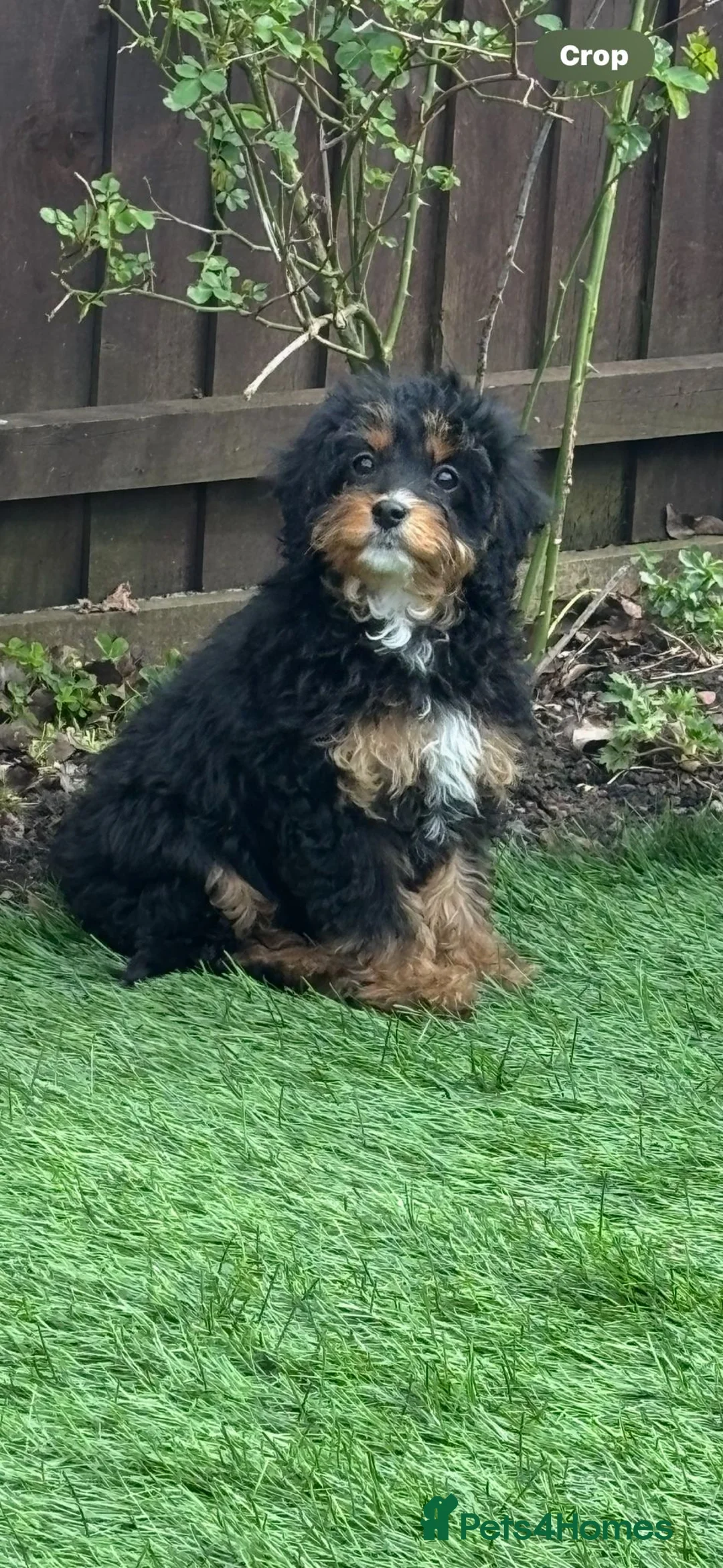 Cavapoo dogs for sale: Beautiful cavapoos one girl available  - Advert 1