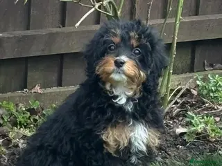 Cavapoo dogs Beautiful cavapoos one girl available - Advert 12
