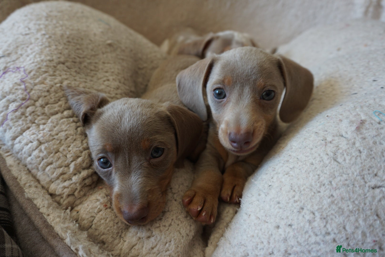 Miniature Dachshund dogs 3 x Miniature Dachshund - 2 x Female & 1 x Male   - Advert 2