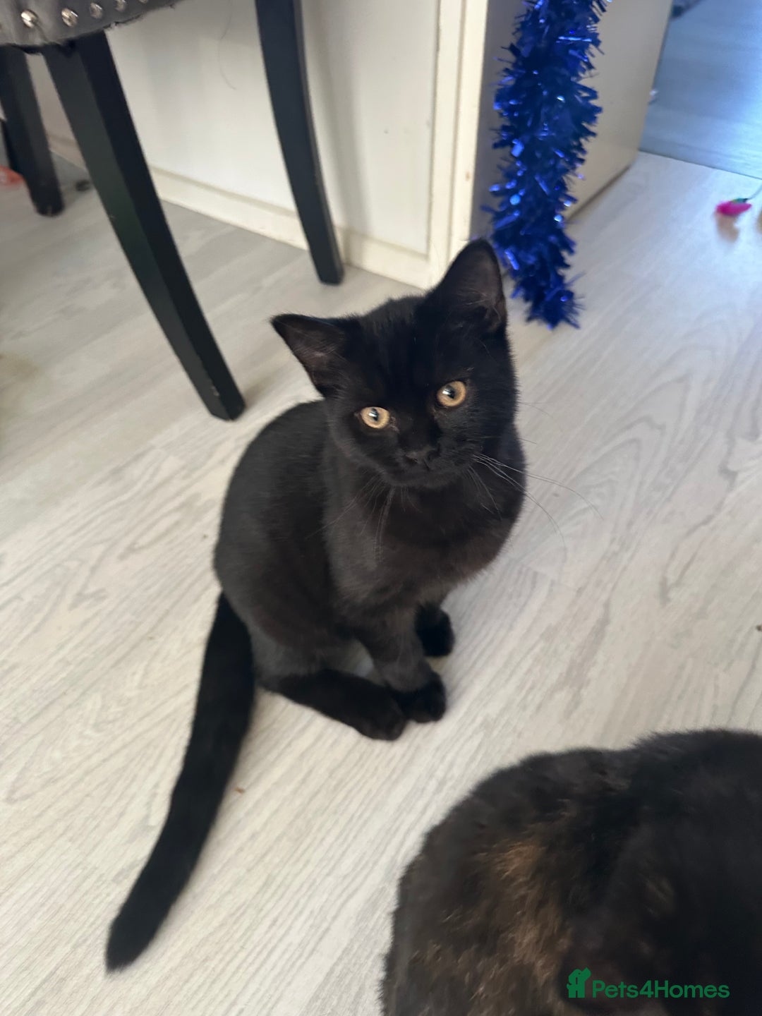 Mixed Breed cats for sale: British Short Hair Cross-Sphinx  - Advert 21