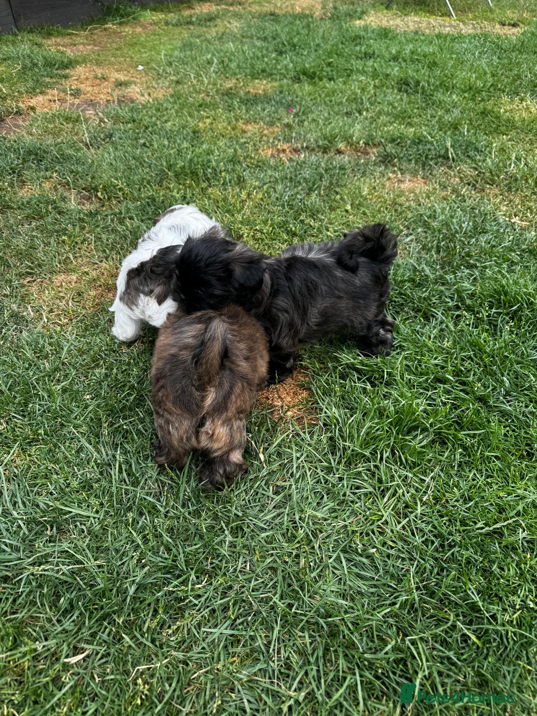 Shih Tzu dogs for sale: Shih tzu puppies looking for a forever home. - Image 15