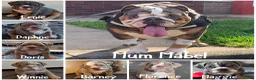 English Bulldog dogs for sale: *READY TO GO NOW* English Bulldog Puppies  - Advert 1