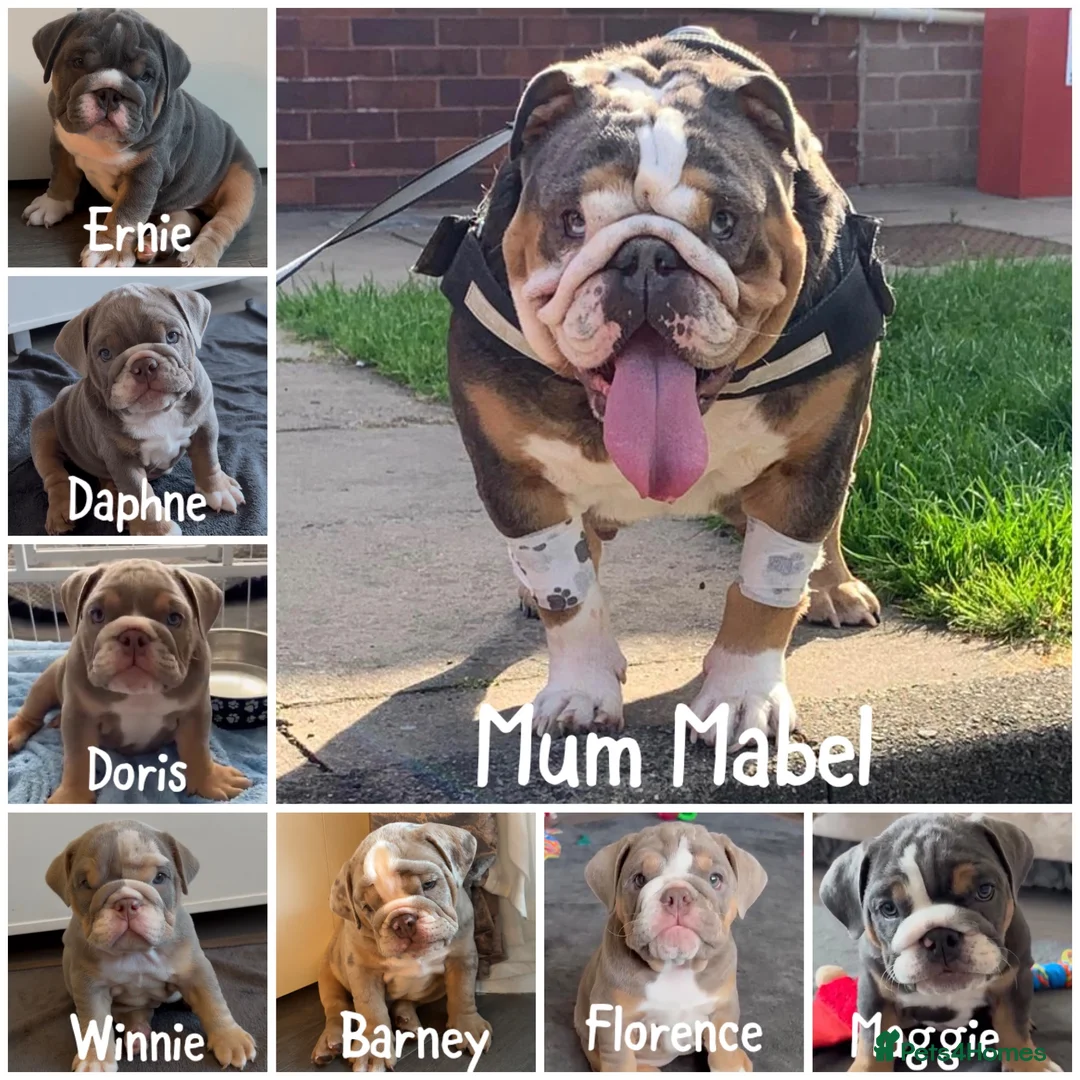 English Bulldog dogs for sale: *READY TO GO NOW* English Bulldog Puppies  - Advert 1