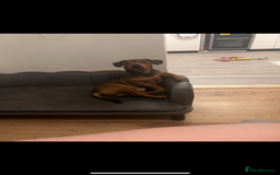 Jack Russell dogs for sale: 3 Jack Russell Puppies  - Image 11