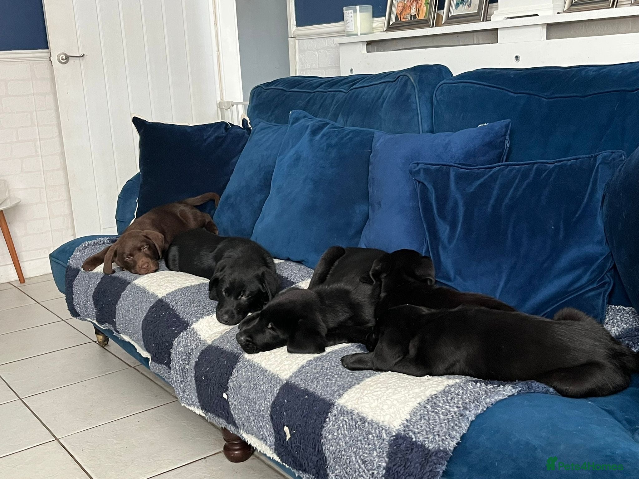 Labrador Retriever dogs KC registered Labradors - Advert 15