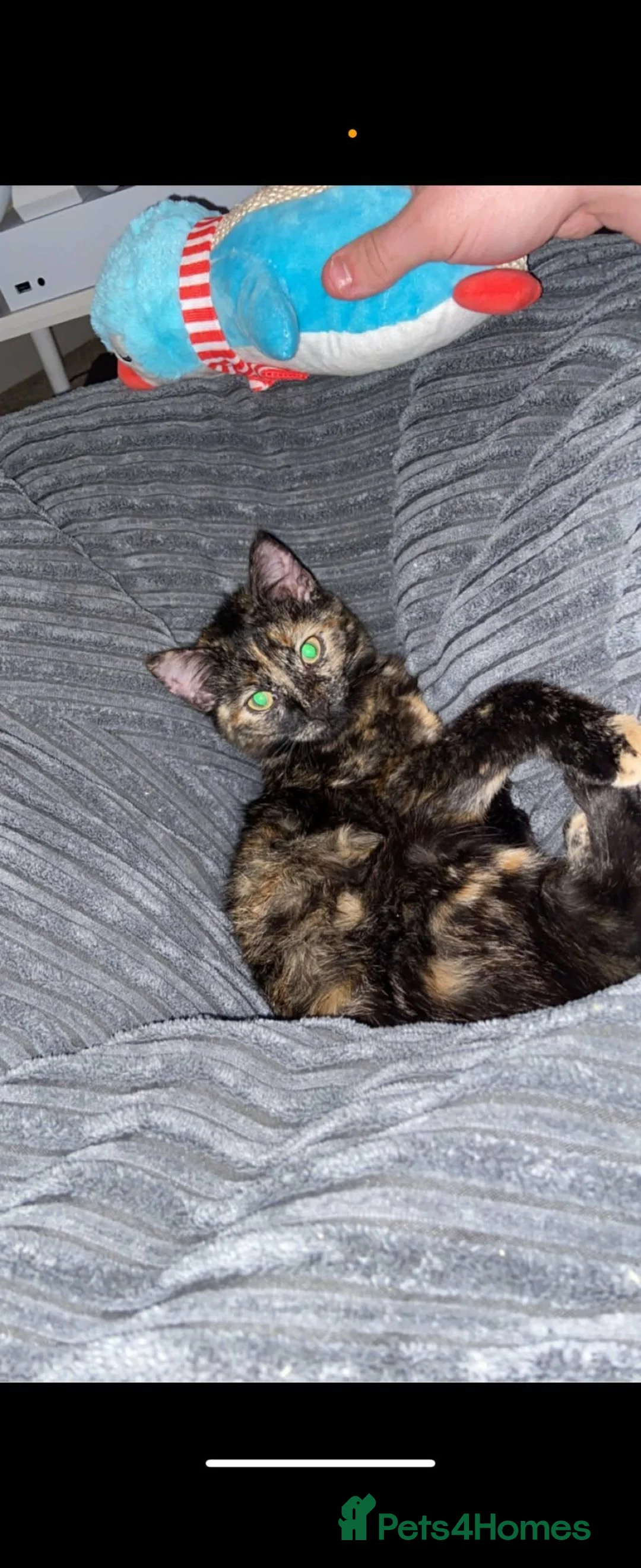 Mixed Breed cats for sale: Free to the right home. Abbie - 3 Years Old - Advert 1