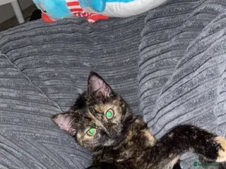 Mixed Breed cats Free to the right home. Abbie - 3 Years Old - Advert 1