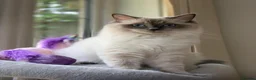 Ragdoll cats for sale: Lynx fluffballs❤️ - Advert 5
