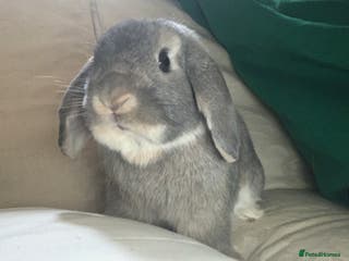 Mini Lop rabbits mr archie - Advert 2