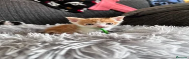 Mixed Breed Kitten 1