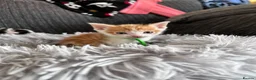 Mixed Breed cats for sale: 2 lovely kittens left  in King's Lynn - Advert 6