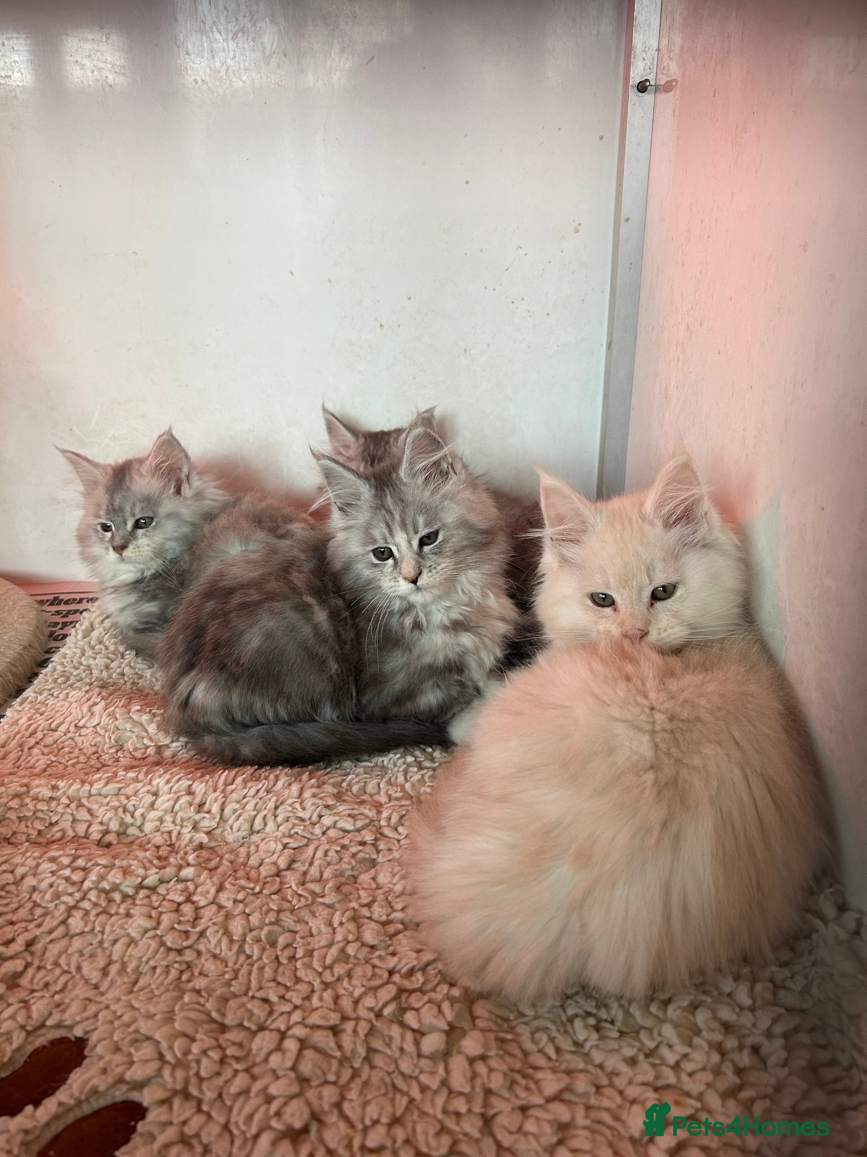Maine Coon cats Tica Registered Maine Coon kittens - Advert 6