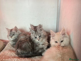 Maine Coon cats Tica Registered Maine Coon kittens - Advert 6
