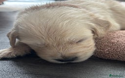 Golden Retriever dogs for sale: Quality KC golden retriever puppies  - Image 24