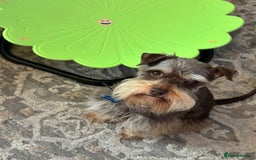 Miniature Schnauzer dogs for sale: ⭐️COOPER⭐️ MINIATURE SCHNAUZER - Image 1