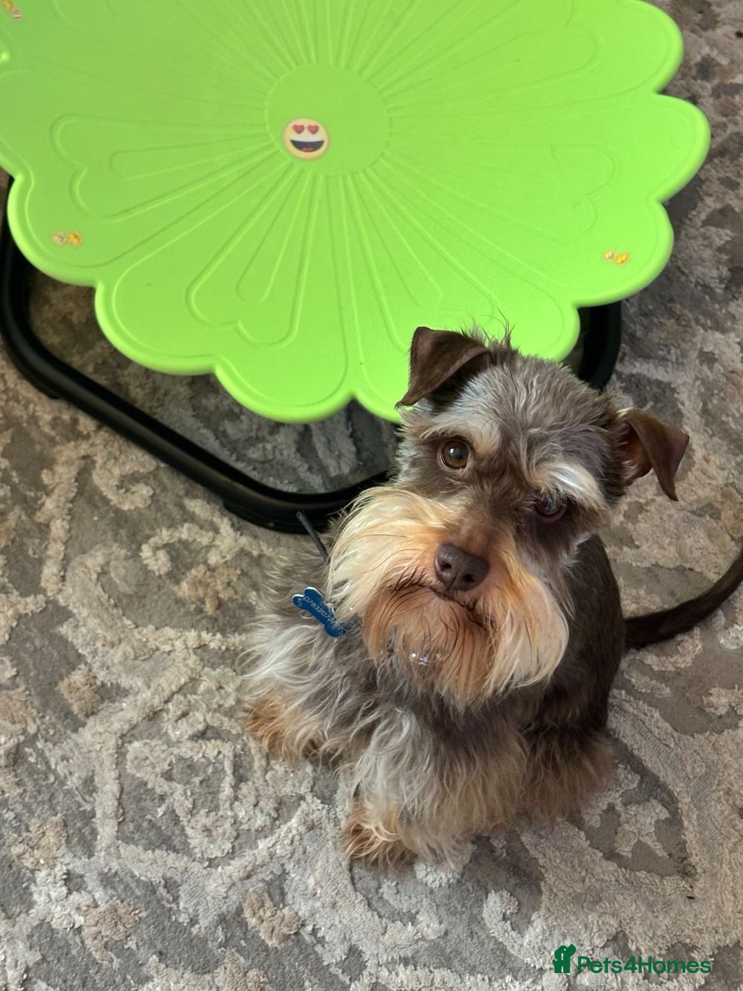 Miniature Schnauzer dogs for sale: ⭐️COOPER⭐️ MINIATURE SCHNAUZER - Image 1