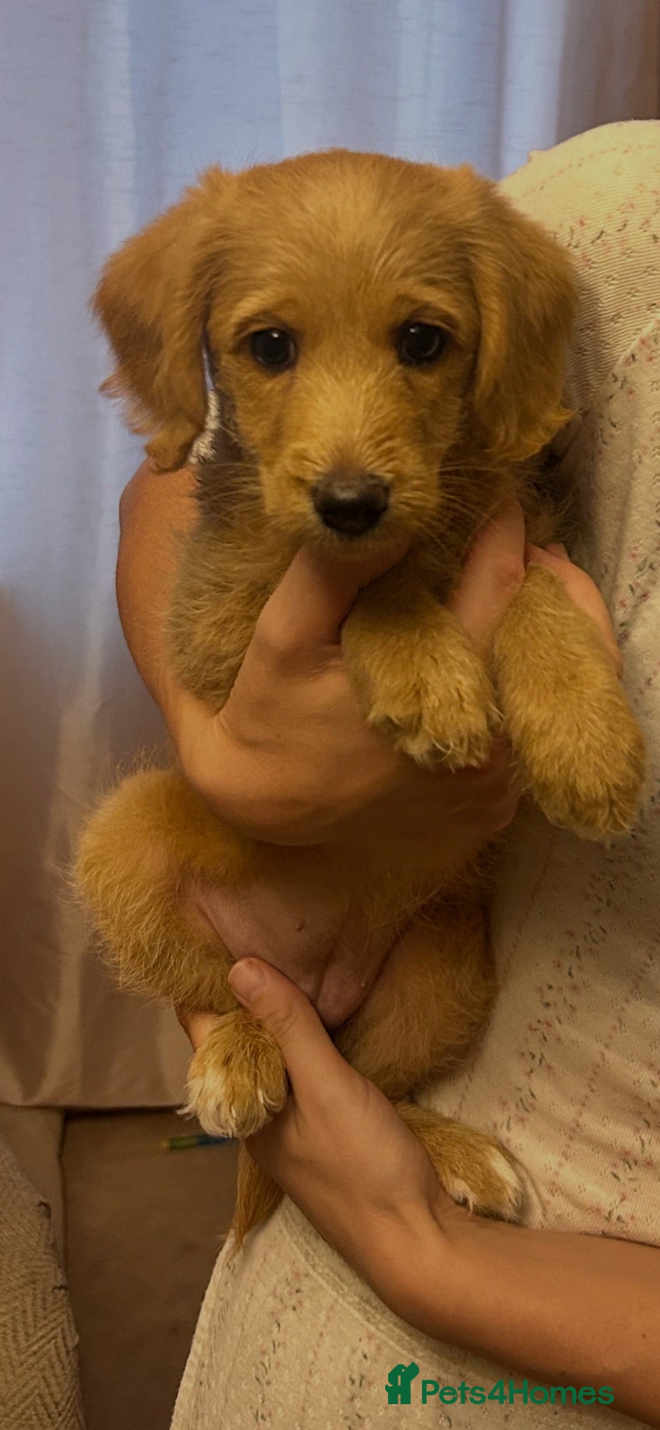 Labradoodle dogs READY NOW - F1 Toy Labradoodle Girl - Advert 1