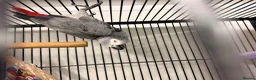 Parrots birds for sale: African grey male semi tame  - Advert 1
