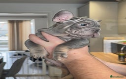 French Bulldog dogs for sale: 🤍READY TO LEAVE 🤍 French bulldog puppies 🤍 - Image 12