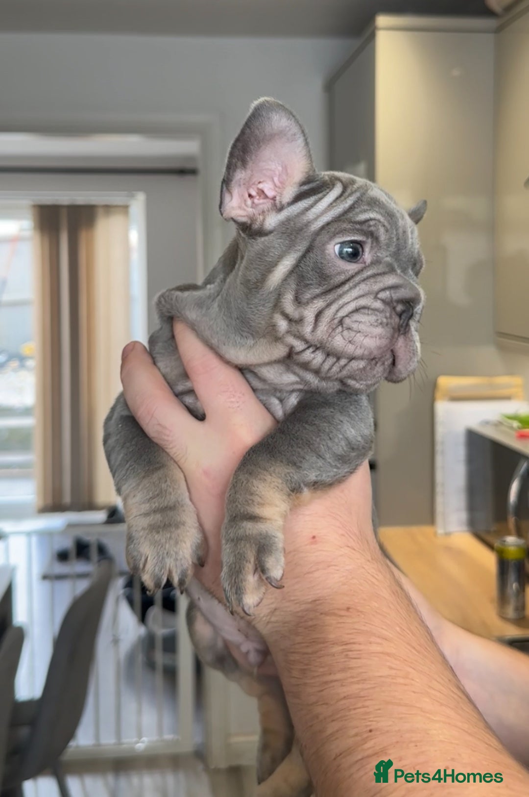 French Bulldog dogs for sale: 🤍READY TO LEAVE 🤍 French bulldog puppies 🤍 - Image 12