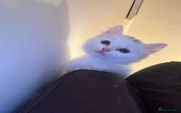 Persian cats for sale: Adorable kittens for sale  - Image 3