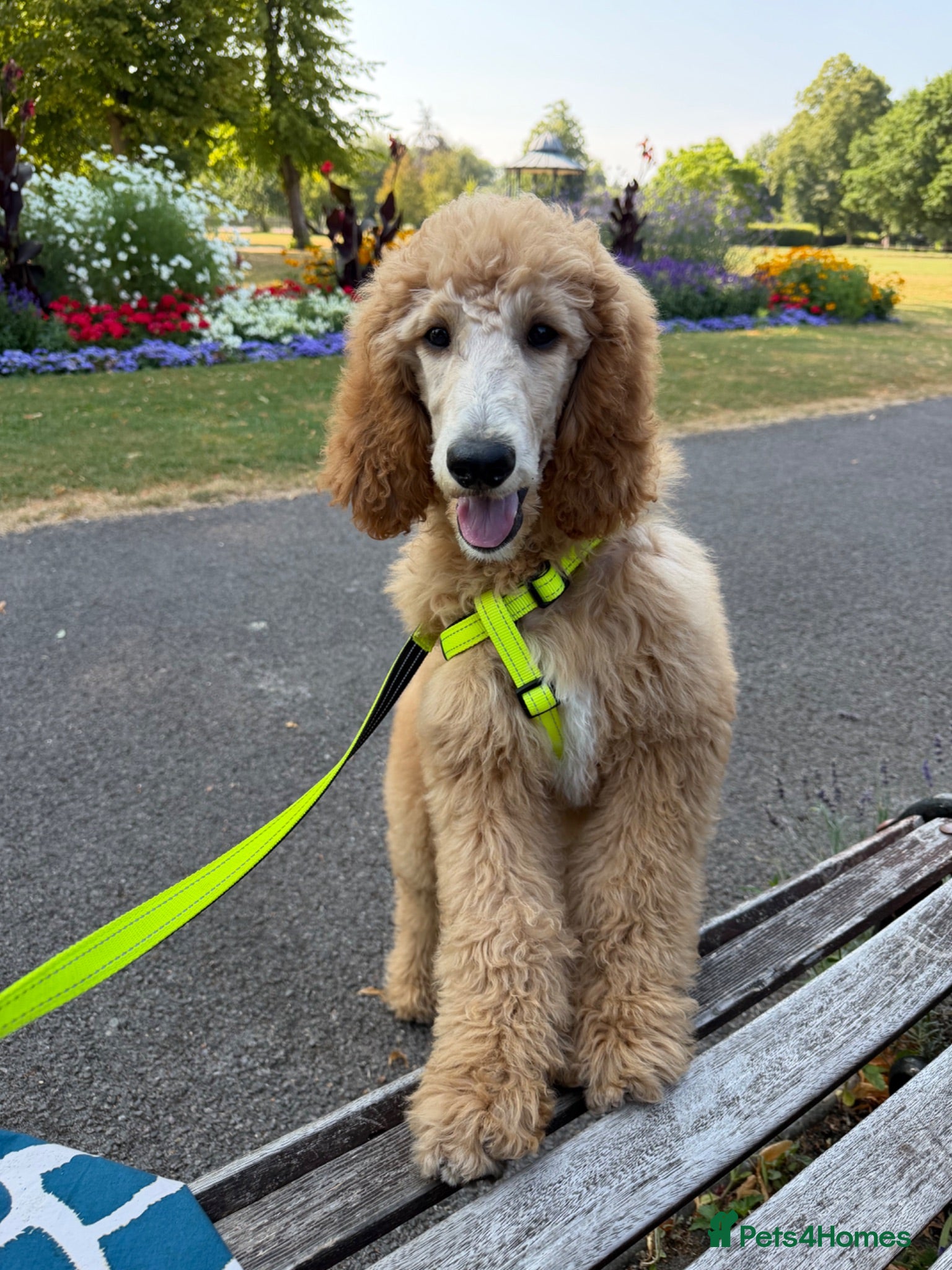 Standard Poodle dogs Standard Poodle Red boy ready now - Advert 15