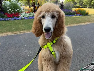 Standard Poodle dogs Standard Poodle Red boy ready now - Advert 15