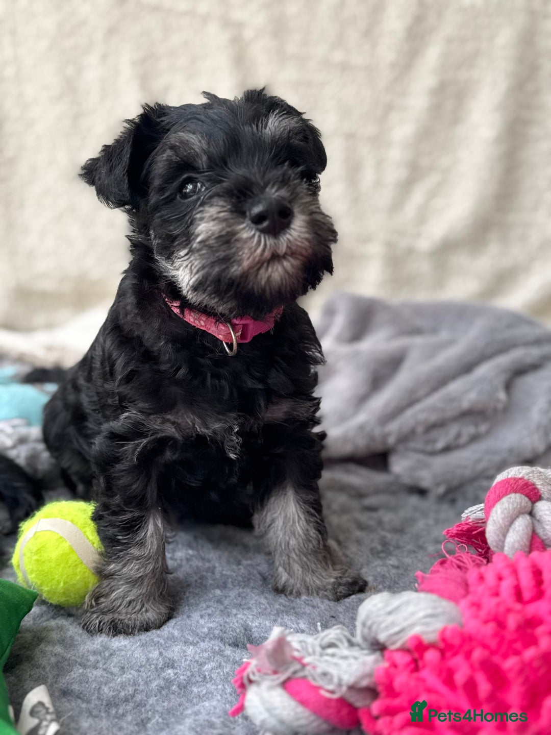 Miniature Schnauzer dogs for sale: Superb mini schnauzer, extensively health tested - Image 8