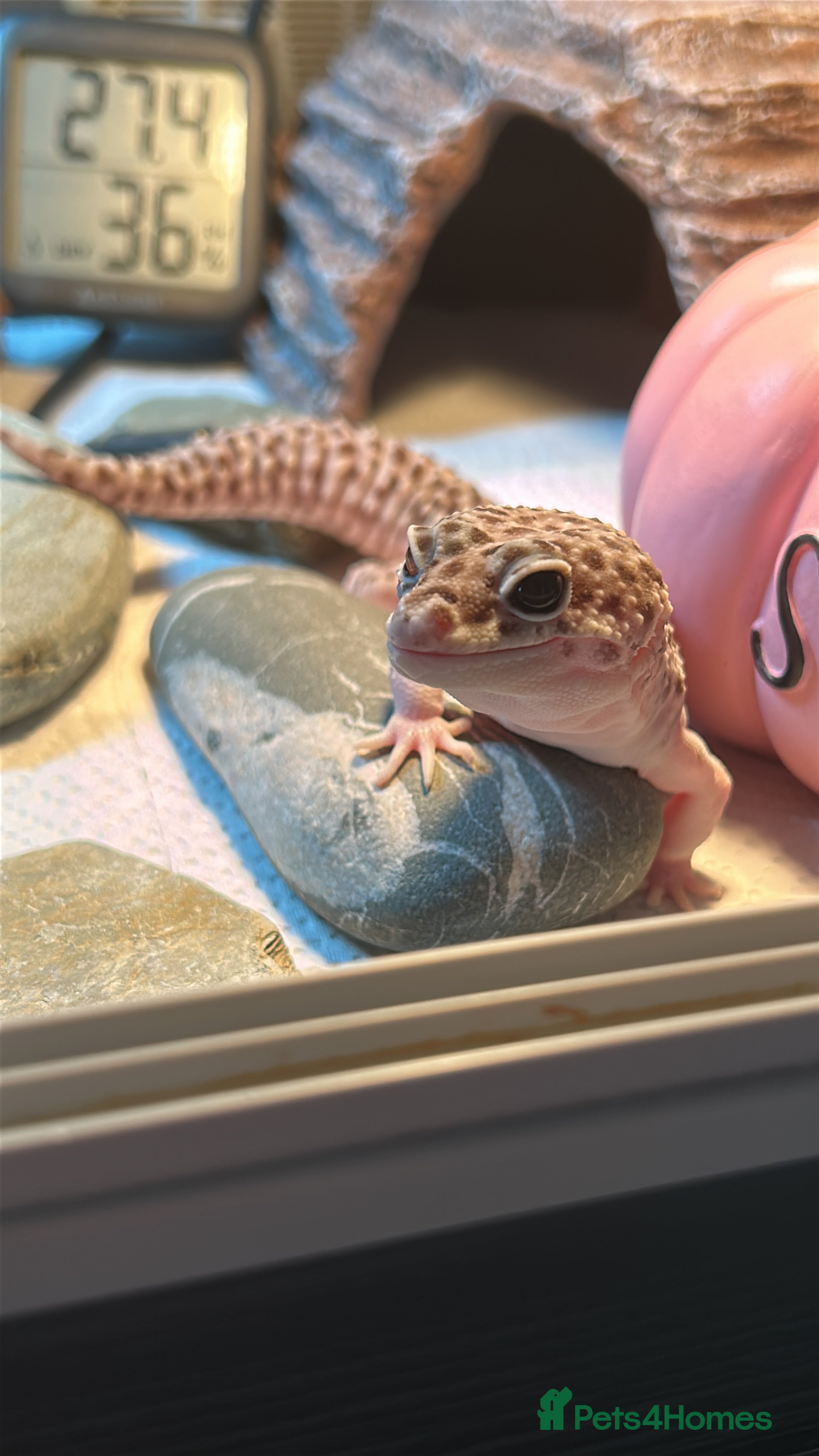 Leopard Gecko reptiles Leopard gecko - Advert 2