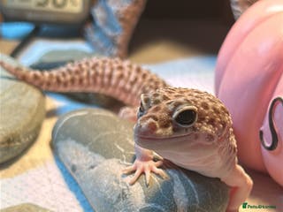 Leopard Gecko reptiles Leopard gecko - Advert 10