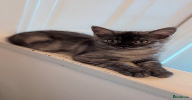 Persian cats - Advert 15