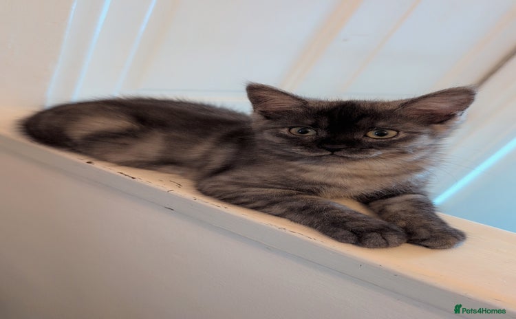 Persian cats - Advert 3