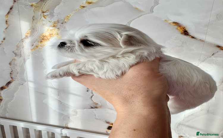 Maltese dogs - Advert 1