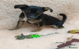 Mixed Breed dogs for adoption: 💙🐶 MARIUSZ 🐶💙 - Image 9