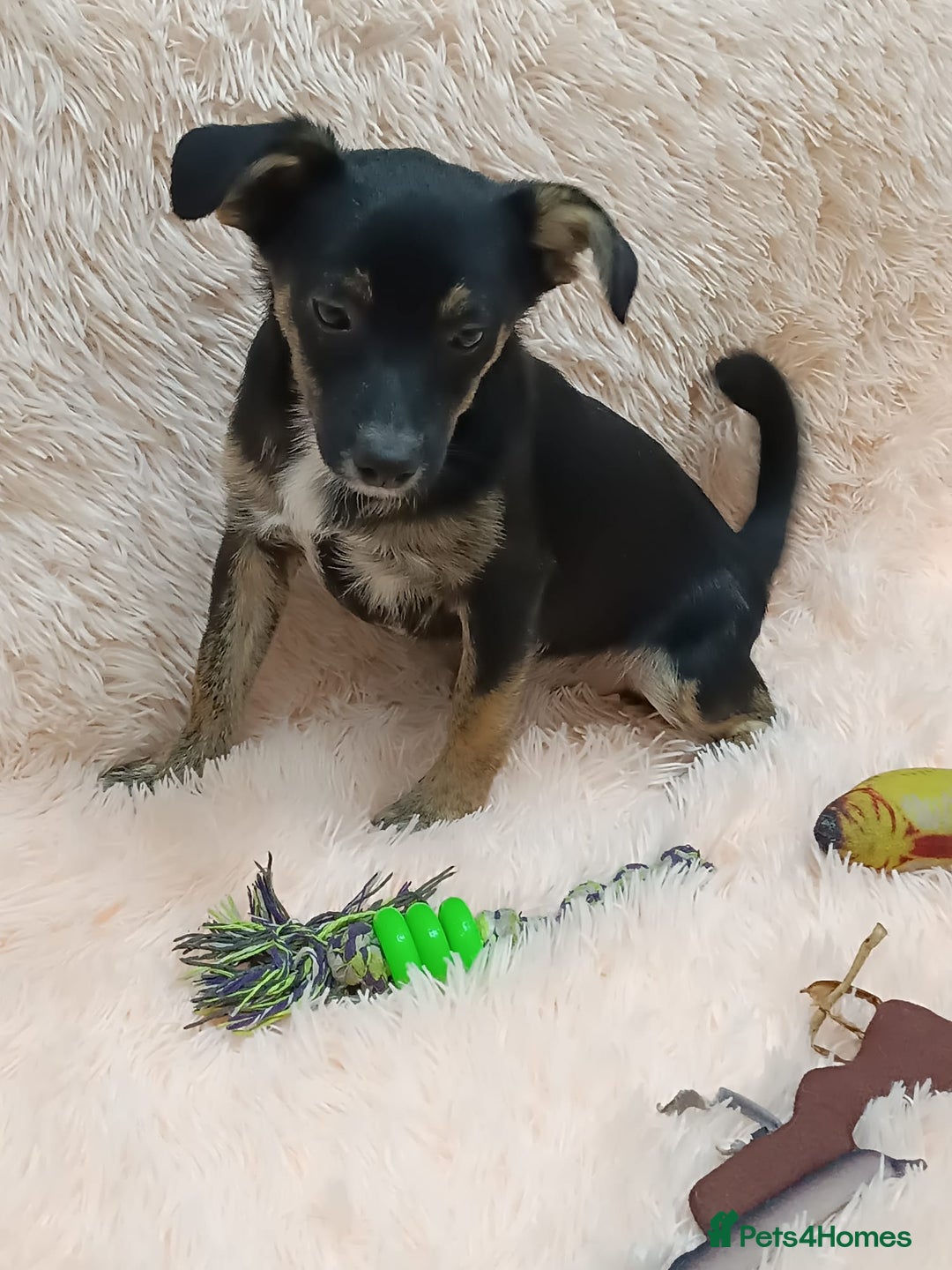 Mixed Breed dogs for adoption: 💙🐶 MARIUSZ 🐶💙 - Image 9