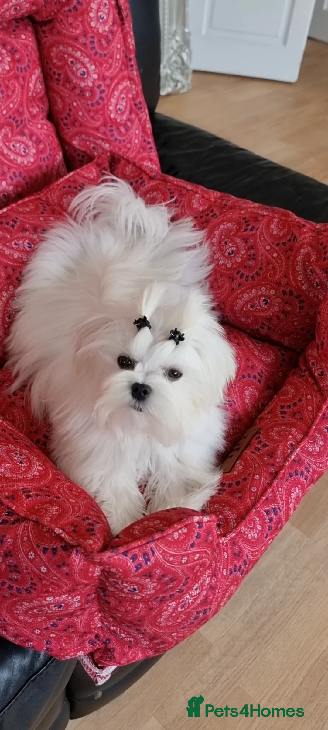 Maltese dogs for stud:  Miniature Korean maltese stud  - Advert 1