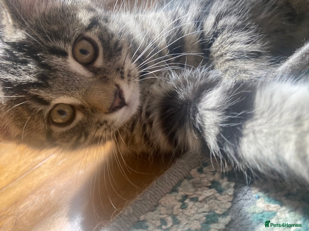 Bengal cats for sale: Bengal x Persian male kitten for sale! - Image 6