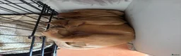 Labrador Retriever dogs for sale: Gorgeous Labrador boy pup looking for forever  - Advert 4