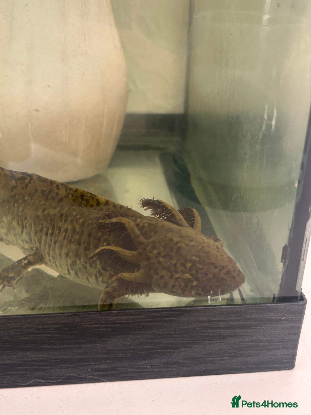 Axolotl reptiles for sale: 2 AXOLOTLS (tank included) Willing to lower price - Image 4