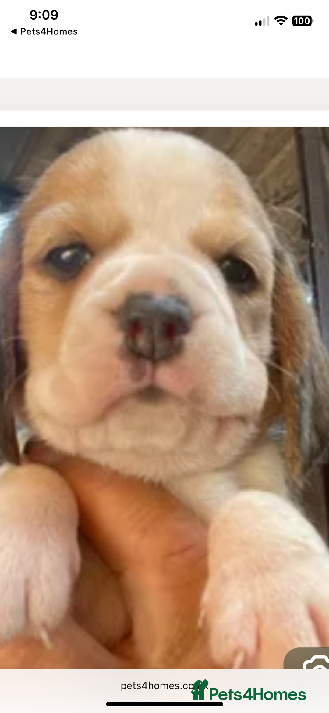 Beagle dogs for sale: 2tri girls kc reg ready after  **   - Advert 1