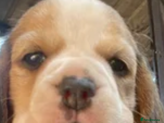 Beagle dogs Kc pups due Feb ready april - Advert 2