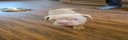 Olde English Bulldogge dogs for sale: Ready now fluffy carriers  - Advert 12