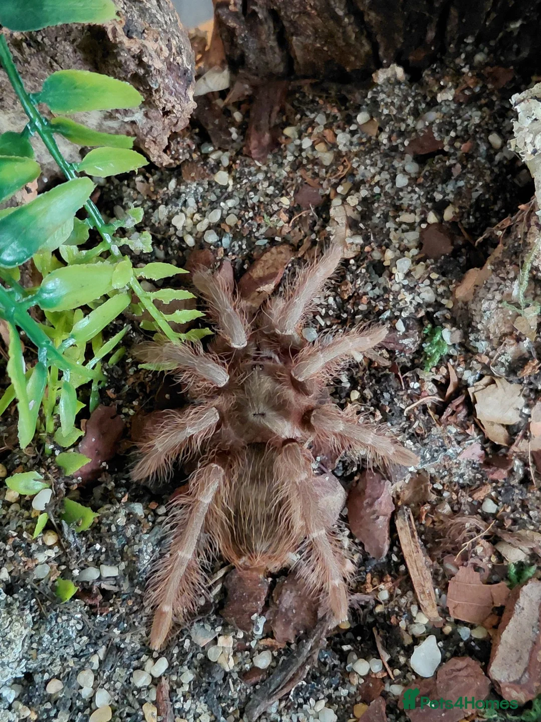 Tarantulas invertebrates for sale: Paraguay Red Hair tarantula. Nhandu carapoensis - Advert 2