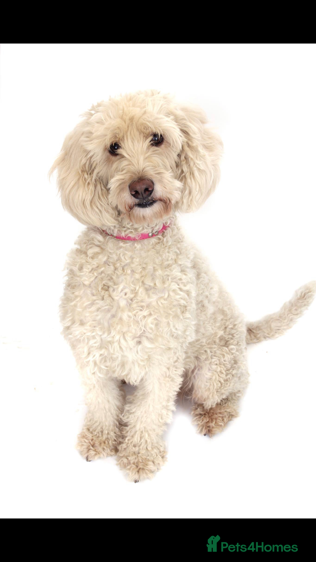 Australian Labradoodle dogs for sale: Australian labradoodles from Annetteslabradoodles  - Advert 26