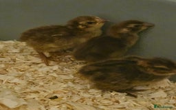 Quail poultry for sale: Celadon quail chicks  - Image 4