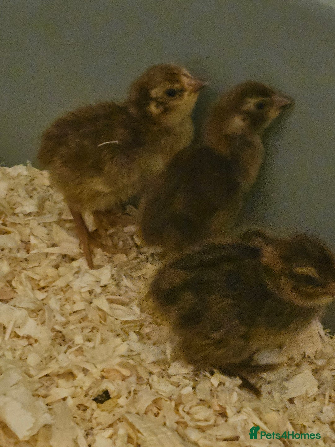 Quail poultry for sale: Celadon quail chicks  - Image 4